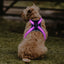 Pet supplies: explosion - proof, flushable, 8 - gear, color - changing LED, chest braces, clothes and collars with traction. - Korvel