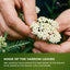 Hojas de Té de Yarrow Premium | Suelto Aromático