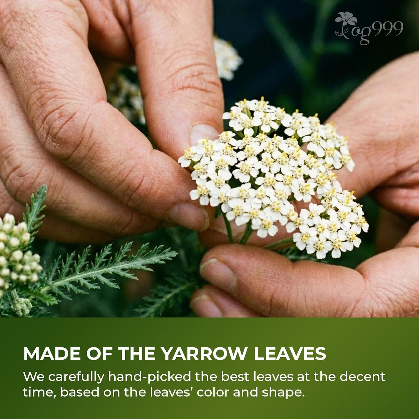 Hojas de Té de Yarrow Premium | Suelto Aromático