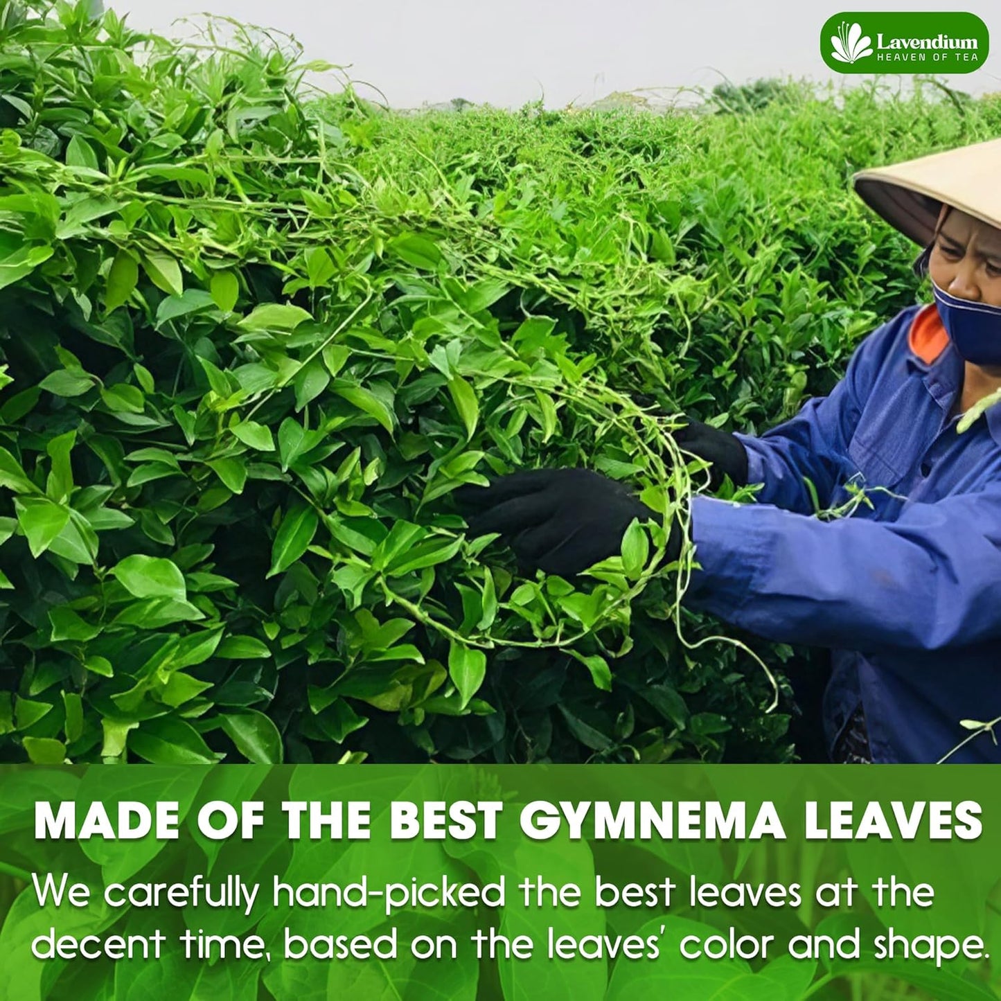 Bolsitas de té de hojas de Gymnema premium para diabéticos, 100 % naturales y puras de hojas de Gymnema. 