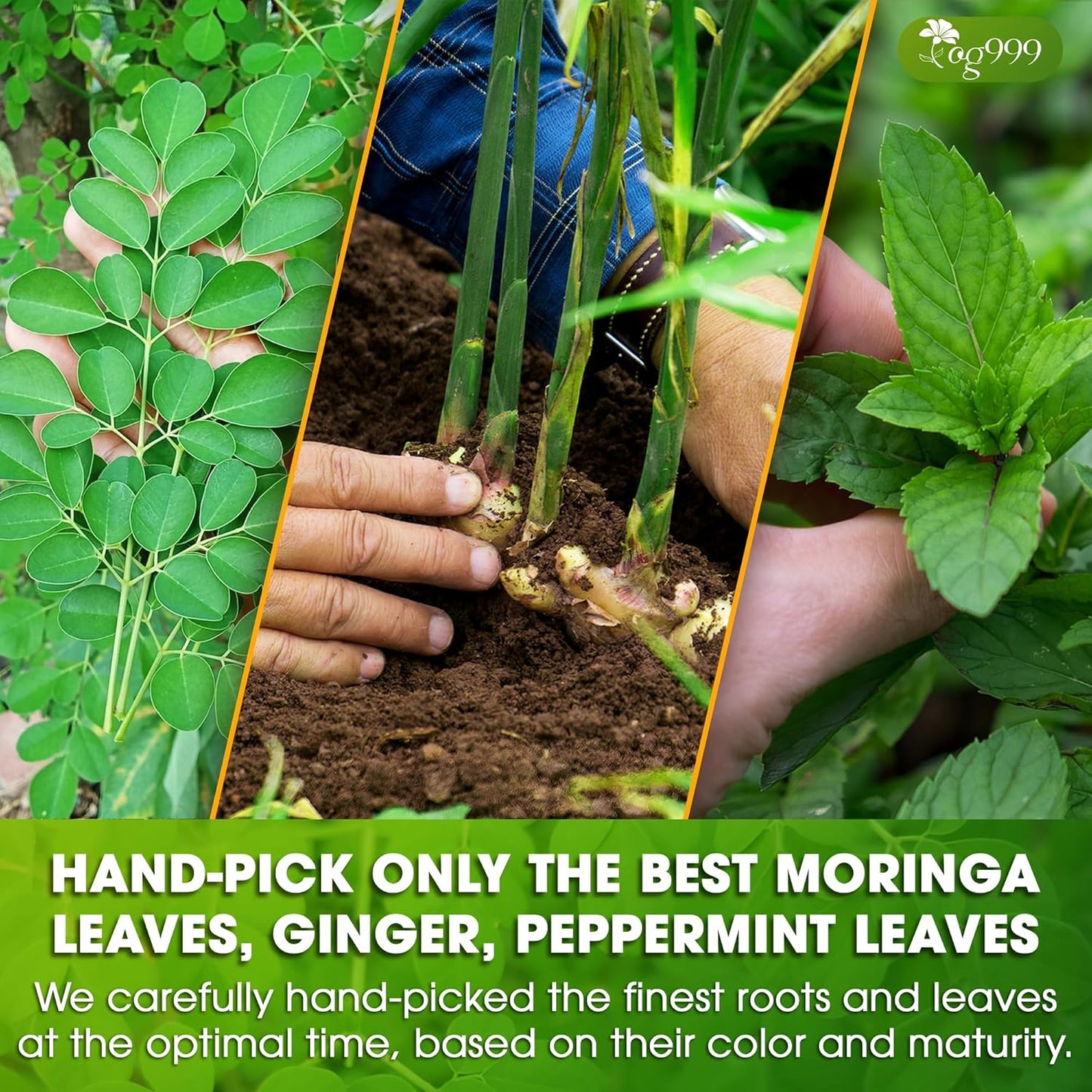 Té Herbal Premium de Moringa, Jengibre y Menta