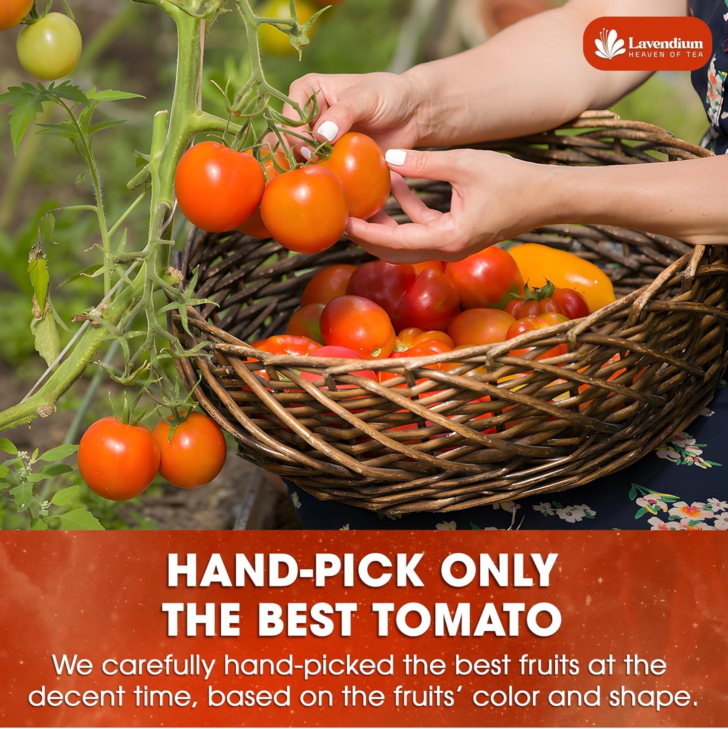 Premium Tomato Powder – 100% Pure Dehydrated Tomato
