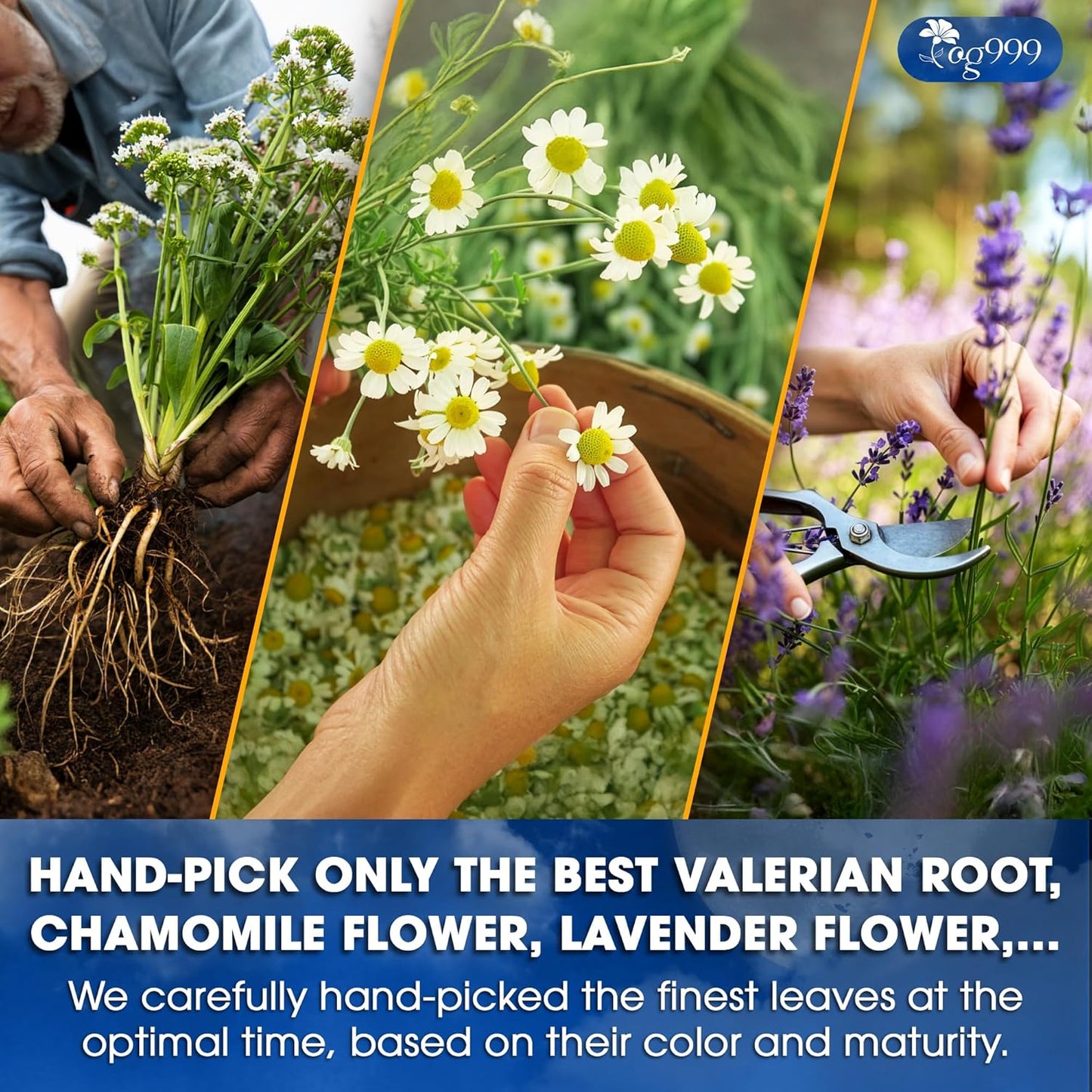 Premium Valerian Tea for Relaxation and Enjoyment