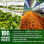 Premium Soursop Turmeric Tea Bags