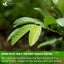 Premium Natural Guava Leaves - Whole Dried Herbal Tea