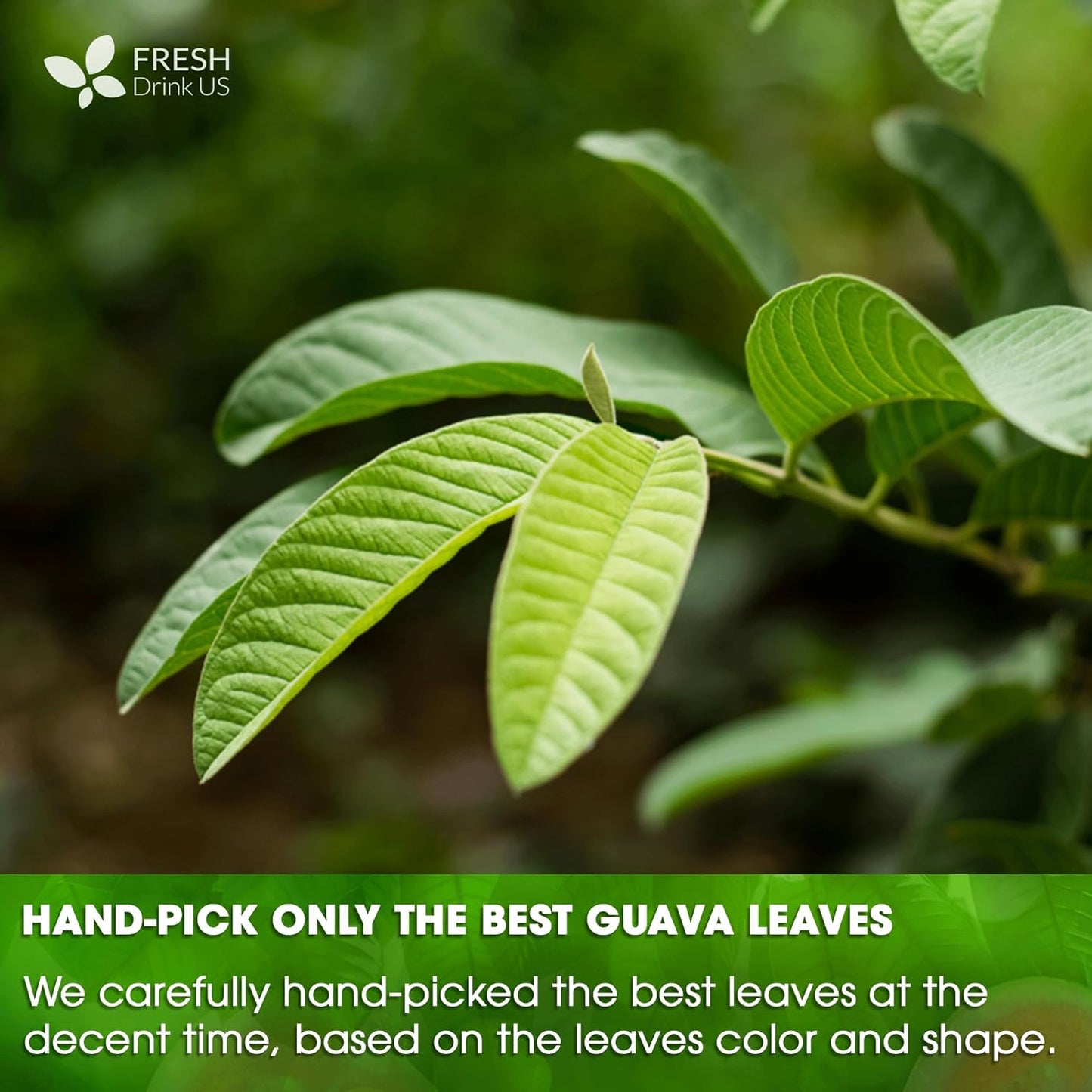 Premium Natural Guava Leaves - Whole Dried Herbal Tea