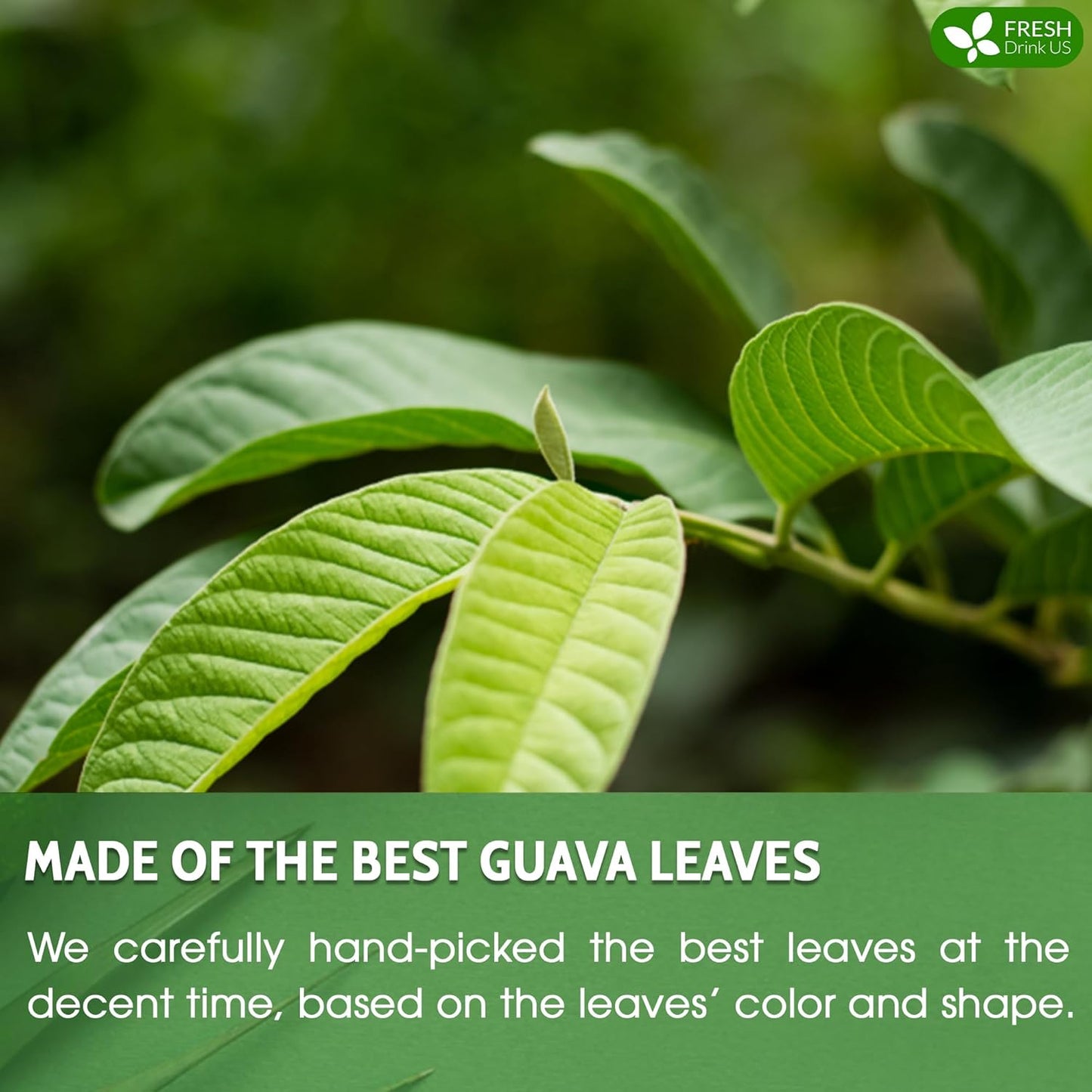 Bolsitas de té de hoja de guayaba premium 