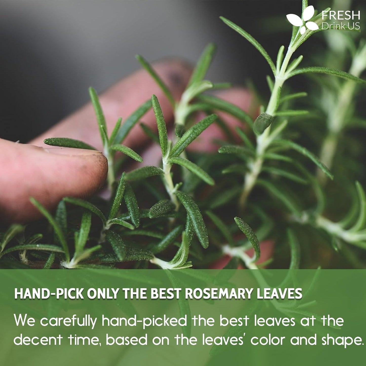 Premium Rosemary Leaf Tea Bags - 100% Natural & Pure