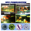 Dealgal Lichen Algae Control for Aquariums