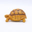 Turtle Brazilian turtle pet resin ornaments - Korvel