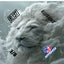 Premium White Lion ACO Certified Pro Cornhole Bags - All Speeds Available - Korvel
