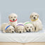 GBruno 12-Color Whelping Puppy ID Collar