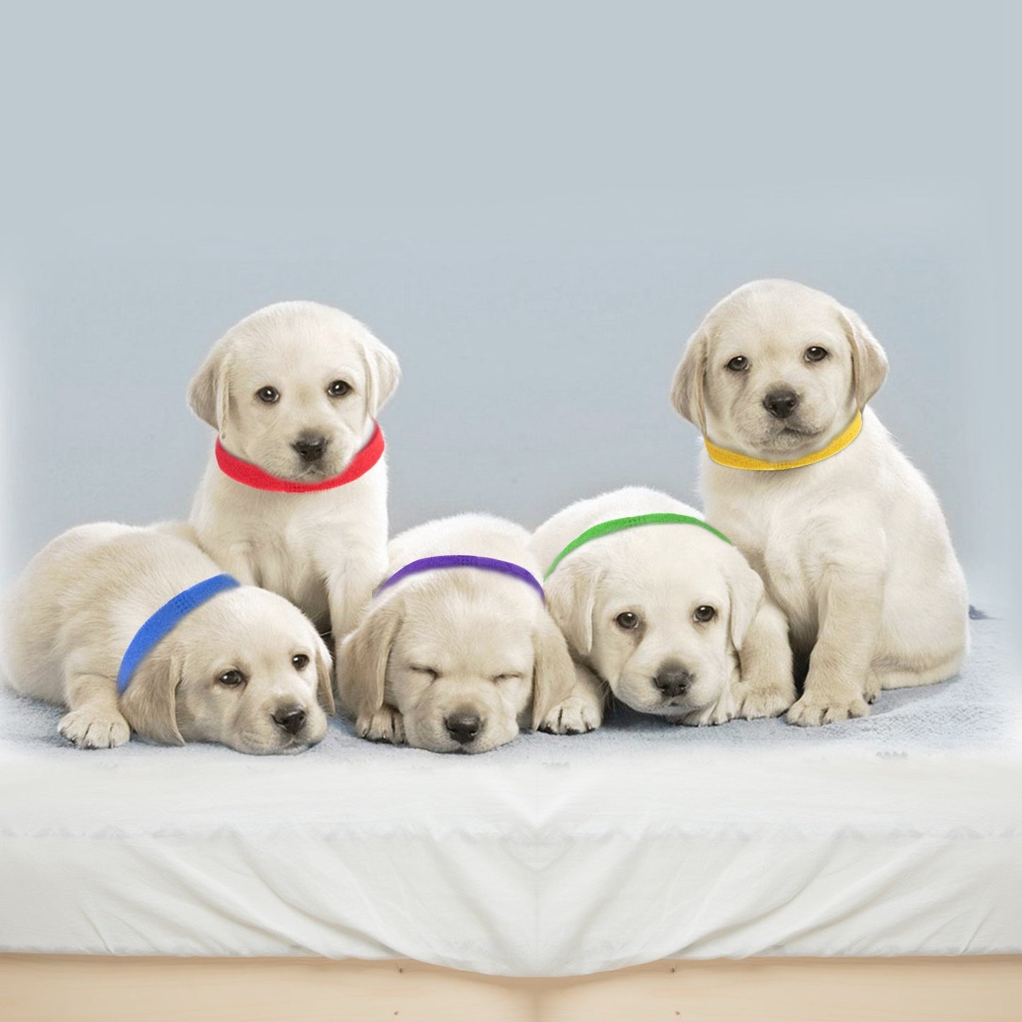 GBruno 12-Color Whelping Puppy ID Collar