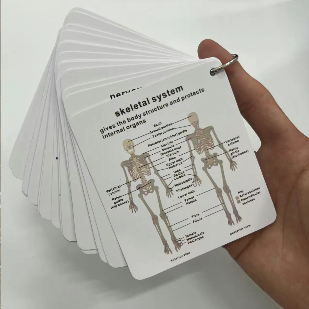 Tarjetas Didácticas AnatoLearn - Set de Estudio de Anatomía Humana de 21 Piezas