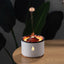 Humidificateur Intelligent Volcano avec Fonction Aromathérapie