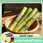 Graines de canne à sucre SweetHarvest pour le jardinage à domicile