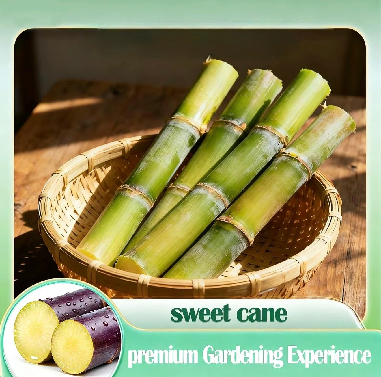 Graines de canne à sucre SweetHarvest pour le jardinage à domicile