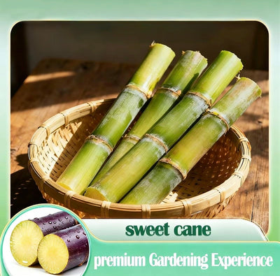 SweetHarvest Sugarcane Seeds for Home Gardening