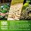 Té Herbal Premium de Moringa, Jengibre y Menta