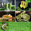 Polvo de hoja de moringa premium, 100 % natural y puro, sin aditivos, sin gluten, sin azúcar, vegano. 