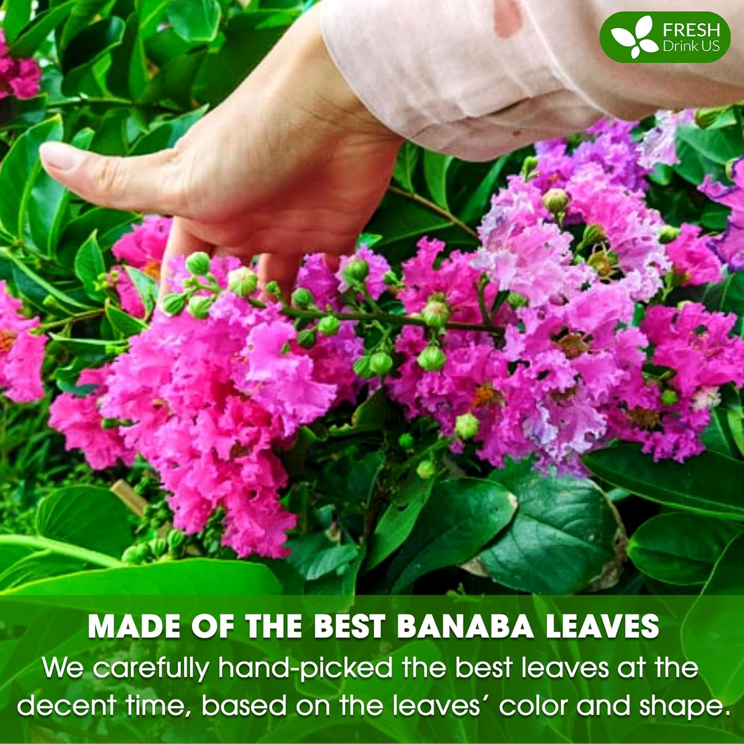 Premium Banaba Dried Leaves - Korvel
