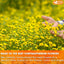 Premium Chrysanthemum Flowers, Chrysanthemum Herbal Tea, No Additives, No Caffeine, Vegan - Korvel