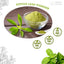 Stevia Leaf, Whole Dried Leaves, Tea Bags, Powder, 100% Natural and Pure from Stevia Leaves. Sugar Substitute for Tea, Coffee. Loose Leaf Stevia Herbal Tea. Zero Calorie Sweetener. No Sugar, No Caffeine, No Gluten, Vegan. - Korvel