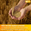 Premium Natural Barley Tea Bags - 100% Pure & Caffeine-Free