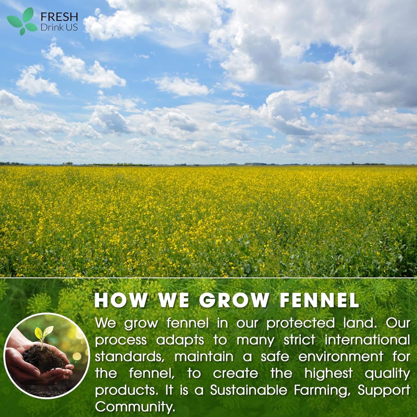 Premium Fennel Tea Bags, 100% Natural & Pure from Fennel Seeds. Fennel Seed Herbal Tea. Fennel Seed Tea. Made with Natural Material Tea Bags. No Sugar, No Caffeine, No Gluten, Vegan. - Korvel
