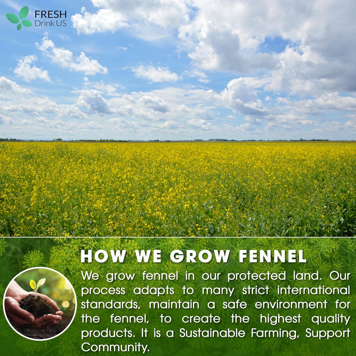 Premium Fennel Tea Bags, 100% Natural & Pure from Fennel Seeds. Fennel Seed Herbal Tea. Fennel Seed Tea. Made with Natural Material Tea Bags. No Sugar, No Caffeine, No Gluten, Vegan. - Korvel