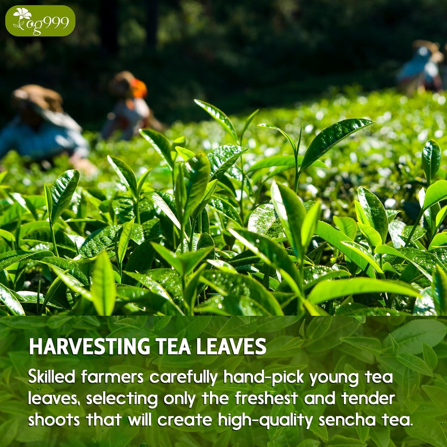 Premium Sencha Green Tea Bags - 100% Natural & Pure