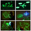 Draw With Light Fun  Glowing Paint Glow Light Tablet Draw With Light Fun And Developing Toy - Korvel