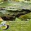 Premium Mango Leaf Herbal Tea - 100% Natural Dried Leaves