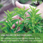 Stevia Leaf, Whole Dried Leaves, Tea Bags, Powder, 100% Natural and Pure from Stevia Leaves. Sugar Substitute for Tea, Coffee. Loose Leaf Stevia Herbal Tea. Zero Calorie Sweetener. No Sugar, No Caffeine, No Gluten, Vegan. - Korvel
