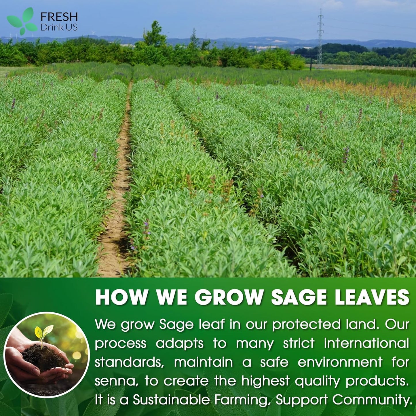 Premium Sage Leaf Tea Bags - 100% Natural Herbal Infusion