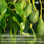 Natural Avocado Whole Leaves Dried, Tea Bags, 100% Pure from Avocado Leaves, Avocado Leaf Tea, Hojas de Aguacate Seca, No Additives, No Caffeine, Vegan - Korvel
