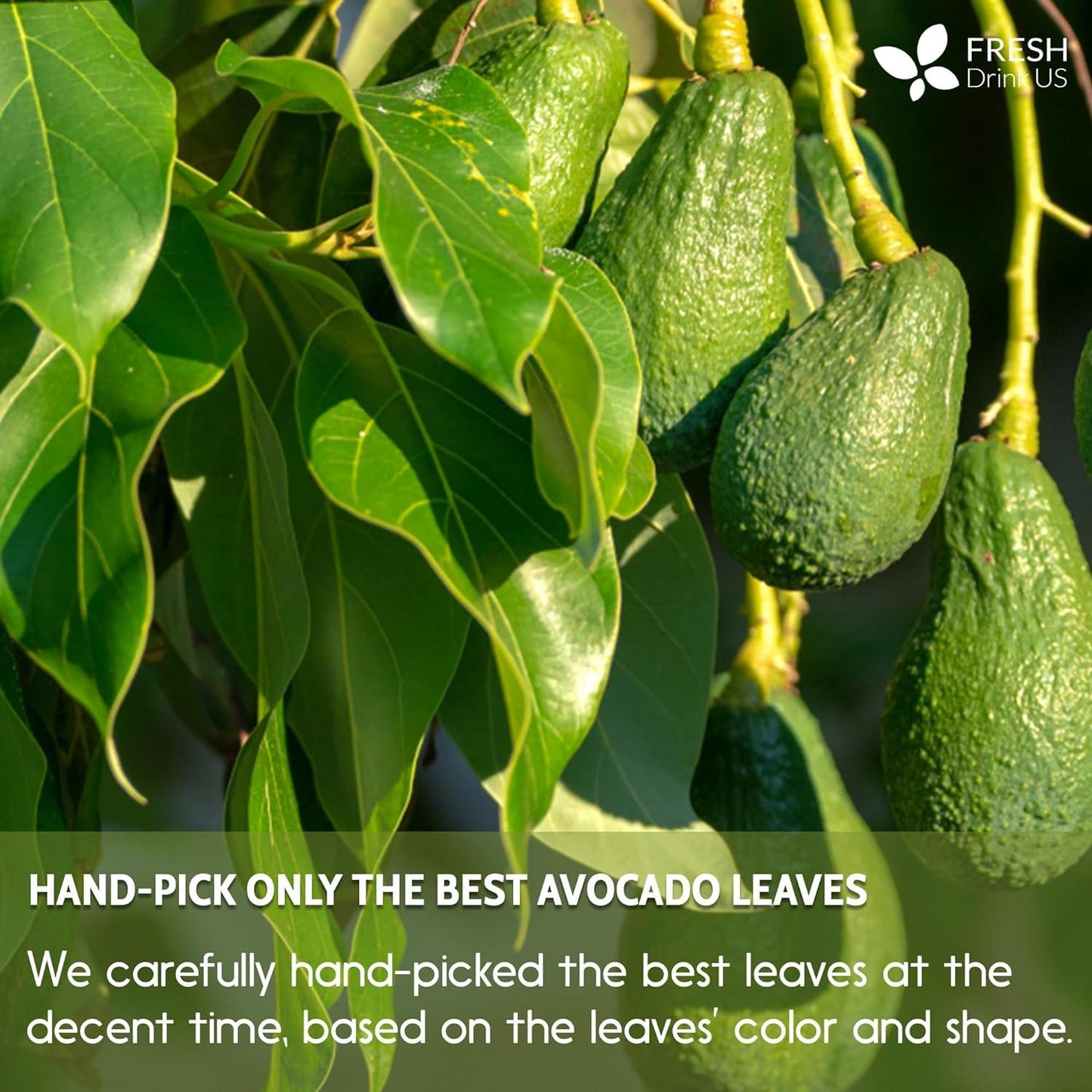 Natural Avocado Whole Leaves Dried, Tea Bags, 100% Pure from Avocado Leaves, Avocado Leaf Tea, Hojas de Aguacate Seca, No Additives, No Caffeine, Vegan - Korvel