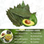 Natural Avocado Whole Leaves Dried, Tea Bags, 100% Pure from Avocado Leaves, Avocado Leaf Tea, Hojas de Aguacate Seca, No Additives, No Caffeine, Vegan - Korvel