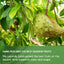 Premium Soursop Graviola Fruit Tea Bags - 100% Natural & Handmade