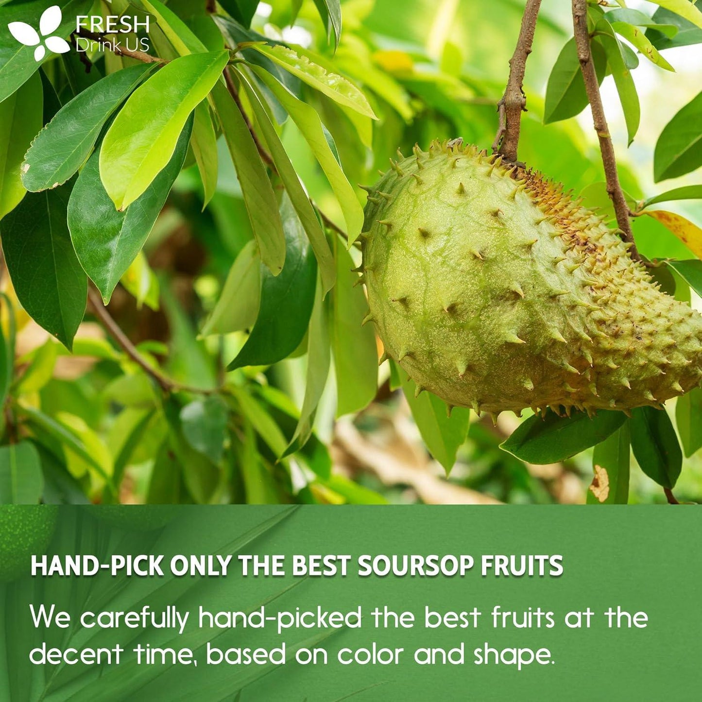 Premium Soursop Graviola Fruit Tea Bags - 100% Natural & Handmade