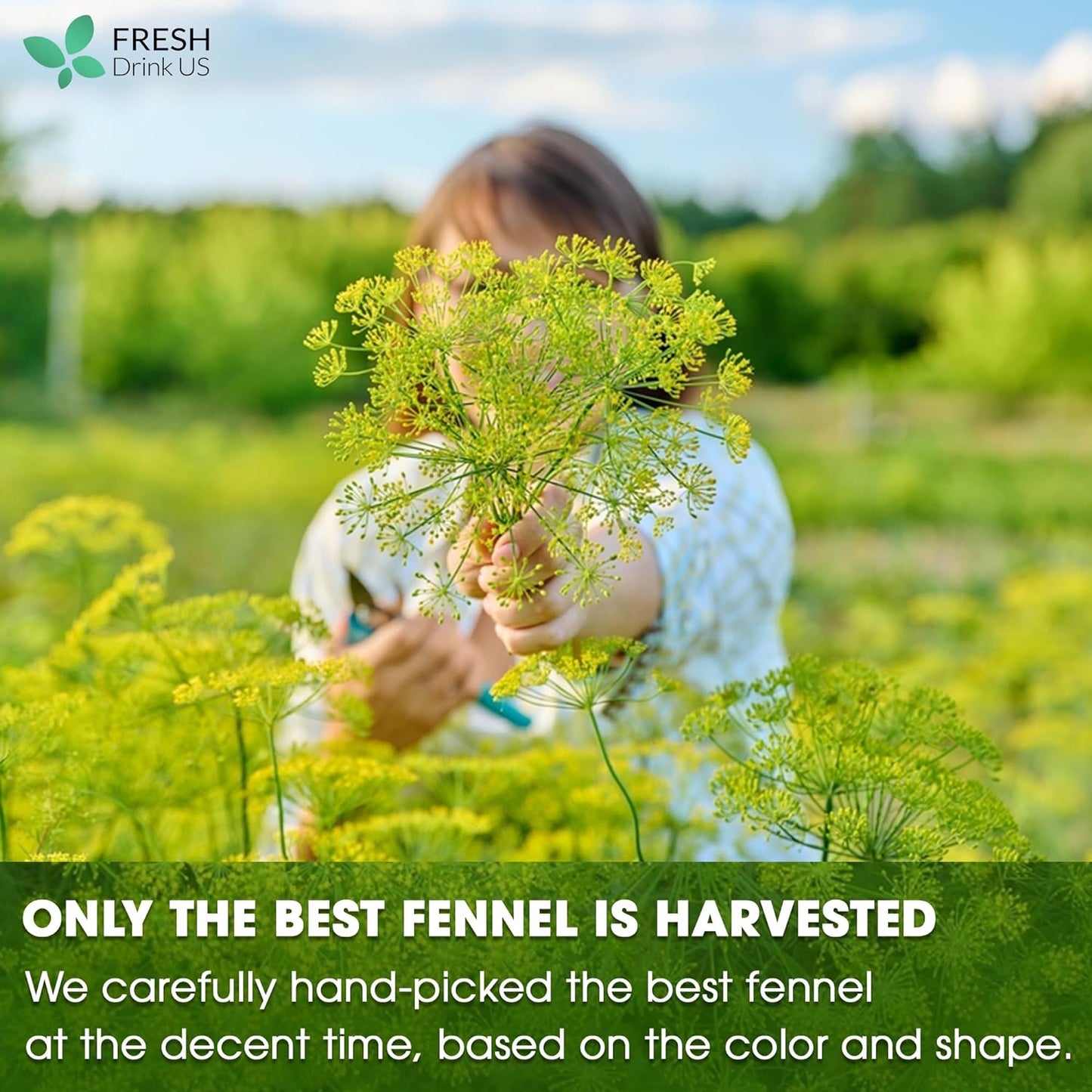Premium Fennel Tea Bags, 100% Natural & Pure from Fennel Seeds. Fennel Seed Herbal Tea. Fennel Seed Tea. Made with Natural Material Tea Bags. No Sugar, No Caffeine, No Gluten, Vegan. - Korvel