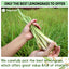 Lemongrass Tea Bags, 100% Natural & Pure Lemongrass leaves, Eco-Conscious Tea Bags, Lemongrass Herbal Tea. Lemongrass Leaf Tea. No Sugar, No Caffeine, No Gluten, Vegan. - Korvel