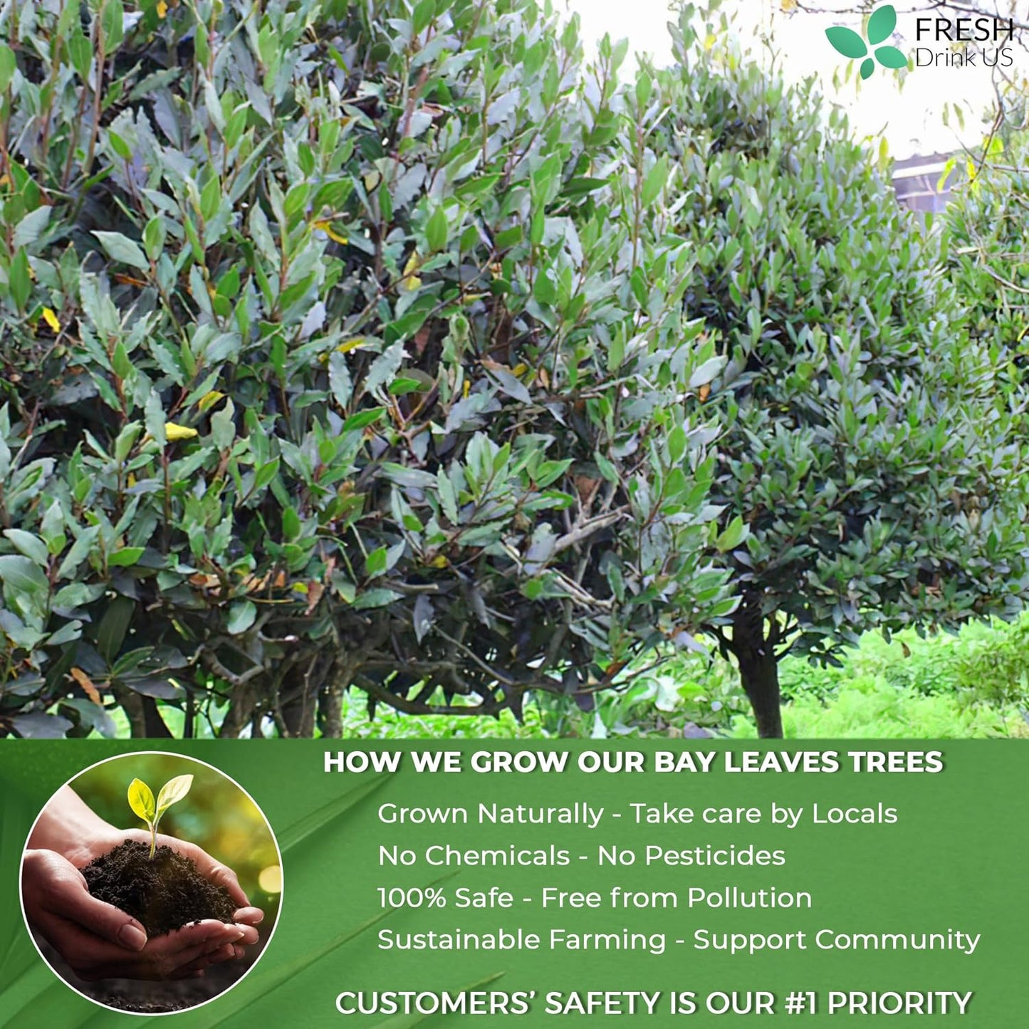 Premium Dried Bay Leaves - Whole & Powdered Spice