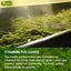 Premium Sencha Green Tea Bags - 100% Natural & Pure