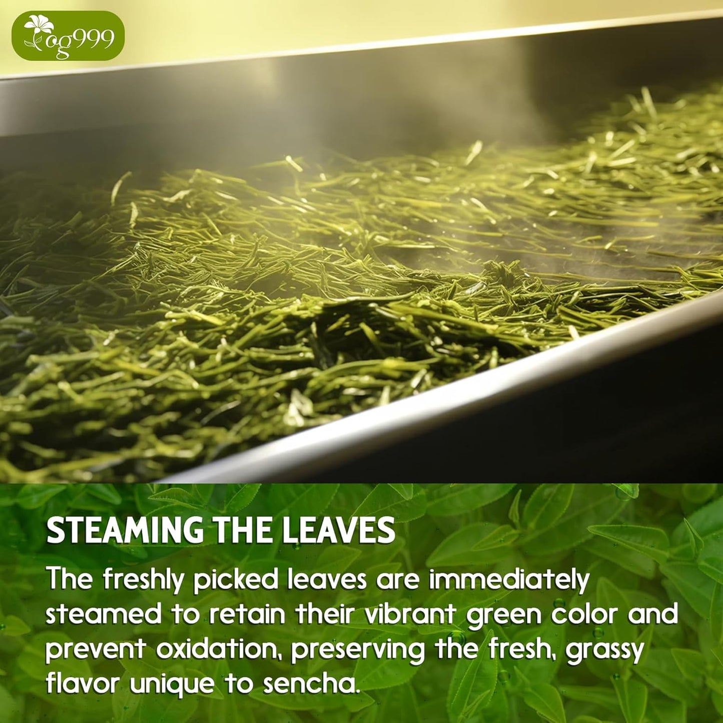 Premium Sencha Green Tea Bags - 100% Natural & Pure