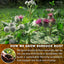Burdock Root Powder,  Burdock Root Extract, 100% Natural & Pure from Burdock Root, Burdock Root Herbal Tea, No Additives, No Caffeine, Vegan - Korvel