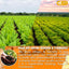 Premium Ginger Turmeric Tea Bags - Handcrafted Herbal Blend