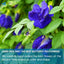 Premium Butterfly Pea Flowers, Tea Bags, 100% Natural and Pure from Butterfly Pea Flowers, Hand-made, Made With Natural Materials-Corn Fiber Tea Bag, Sugar/Caffeine/Gluten Free - Korvel