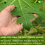 Premium Papaya Leaf Tea Bags - Natural, Vegan, Caffeine-Free