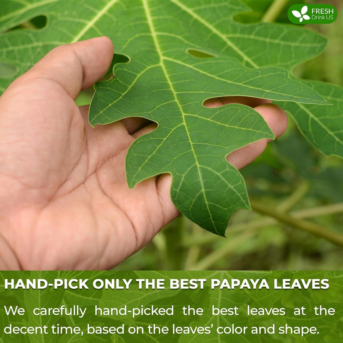 Premium Papaya Leaf Tea Bags - Natural, Vegan, Caffeine-Free